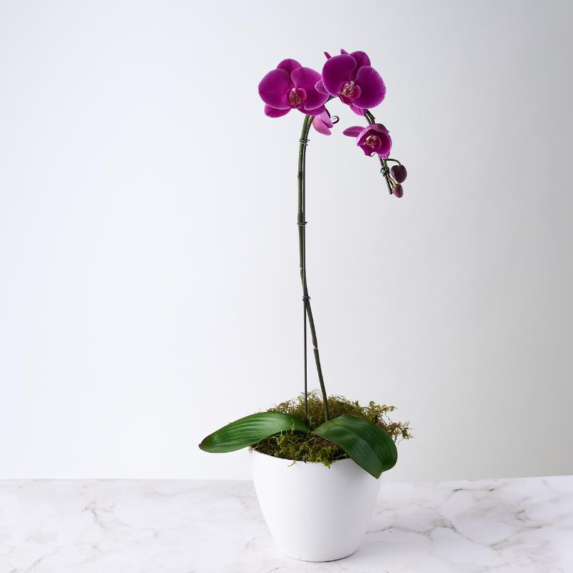 A stunning cerise pink orchid with vibrant blooms, displayed in a sleek white pot. Perfect for adding elegance to any space or gifting.