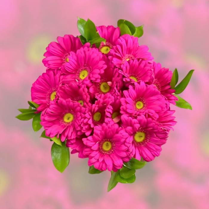 Wrapped Gerbera Glee Bouquet with 20 pink gerberas and lush leaves with pink background - Flower Guy