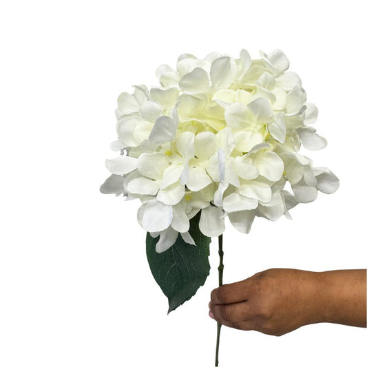 Hand holding a bouquet of white flowers against a white background