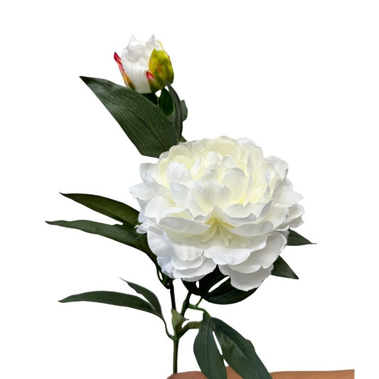 White peony flower with green leaves on a white background