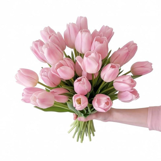 Bouquet of pink tulips held by a hand on a white background