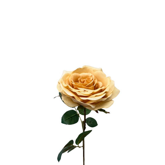 Yellow rose with green leaves on a white background