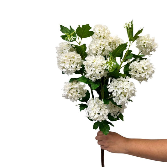 Hand holding a bouquet of white flowers against a white background