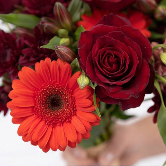 Close-up of The Sassy Red bouquet showing a velvet deep red rose, a bright scarlet gerbera daisy and burgundy chrysanthemums.
