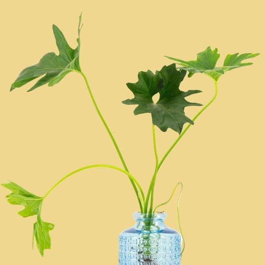 Happy House Plant, Tropical indoor plant Large green foliage- Flower Guy