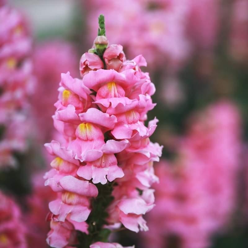 The Language of Snapdragons - Flower Guy