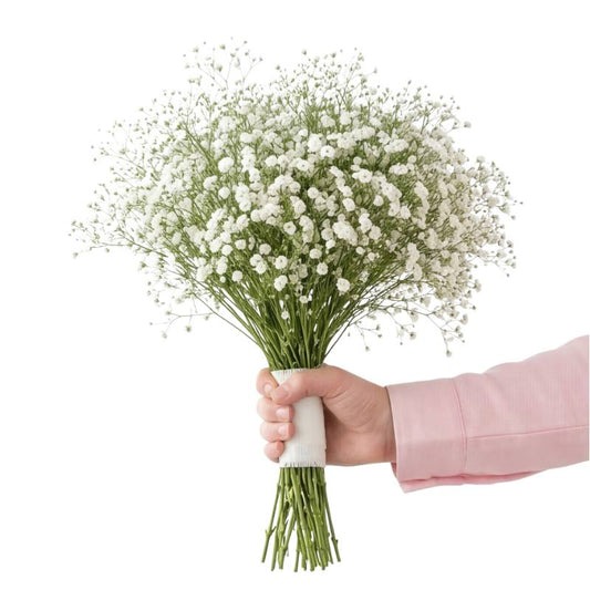 Hand holding a bouquet of small white flowers on a white background