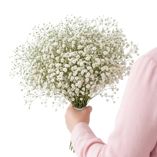 Bouquet of white flowers held by a person wearing a pink sweater on a white background