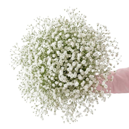 Closeup of white baby's breath being held by hand wearing pink cardigan.