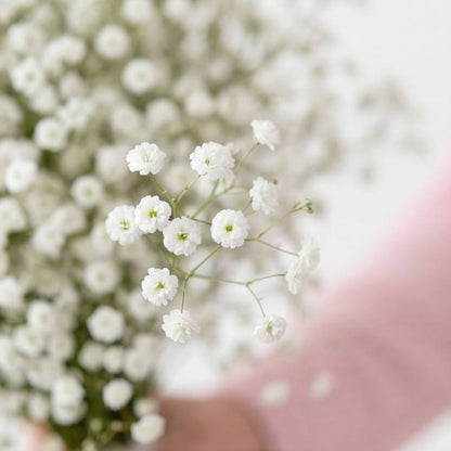 Close-up of white baby's breath flowers with a blurred background