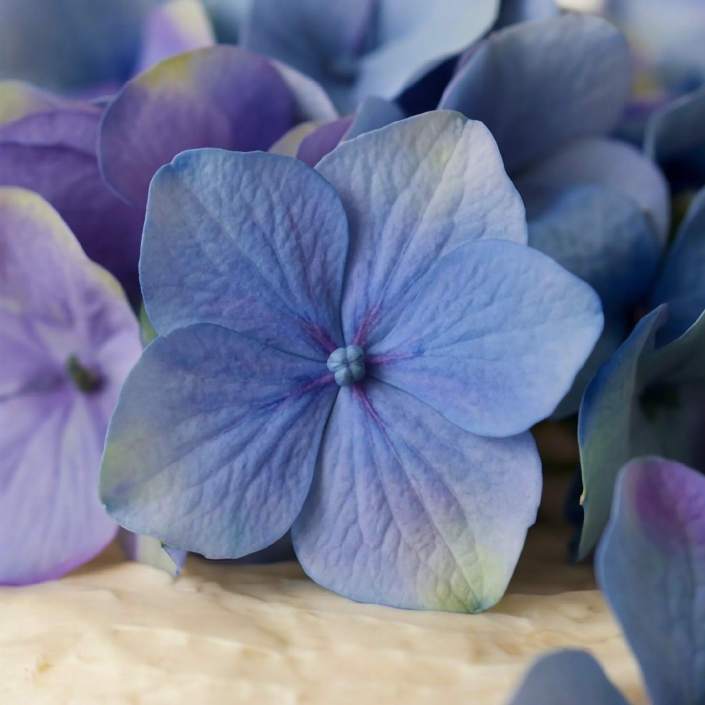 Macro close-up of blue and purple hydrangea bloom from the Blue Blossom Harmony Madeira Cake