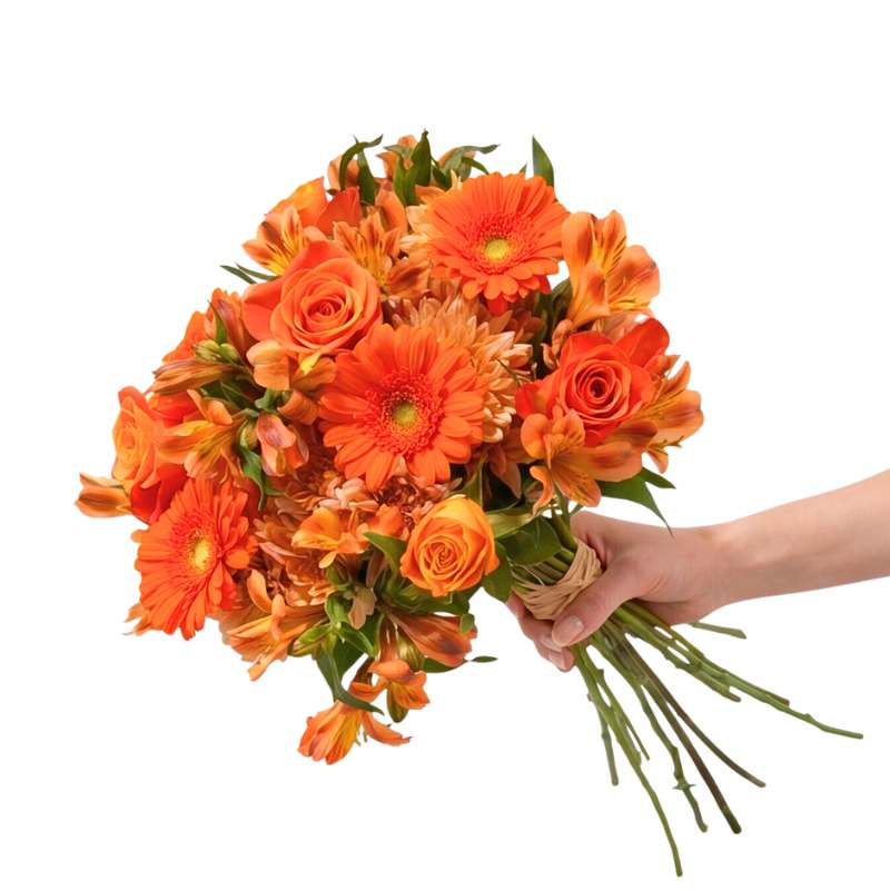 Bouquet of orange flowers held by a hand on a white background
