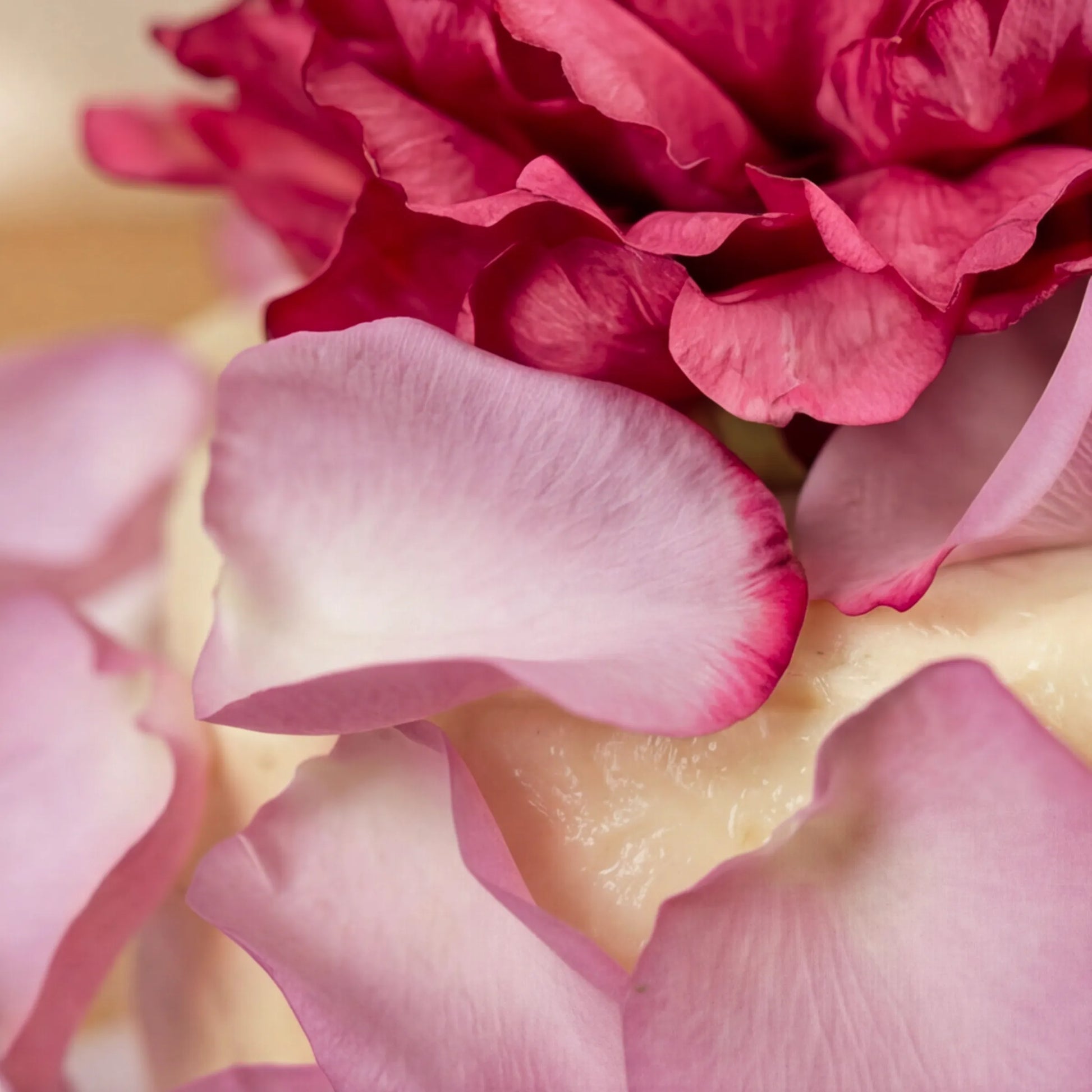 Macro of fuchsia peony and pink rose petals on vanilla icing, Elegance Rouge Cake by Flower Guy