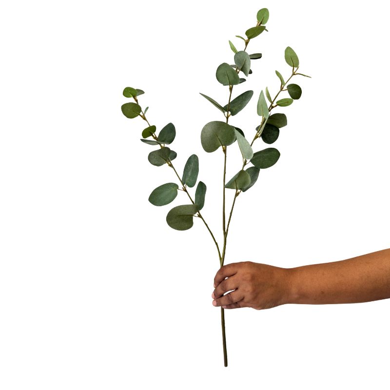 Hand holding a branch of green leaves against a white background