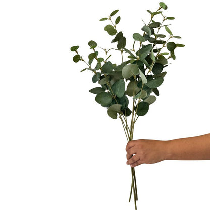 Hand holding a bundle of green eucalyptus leaves against a white background