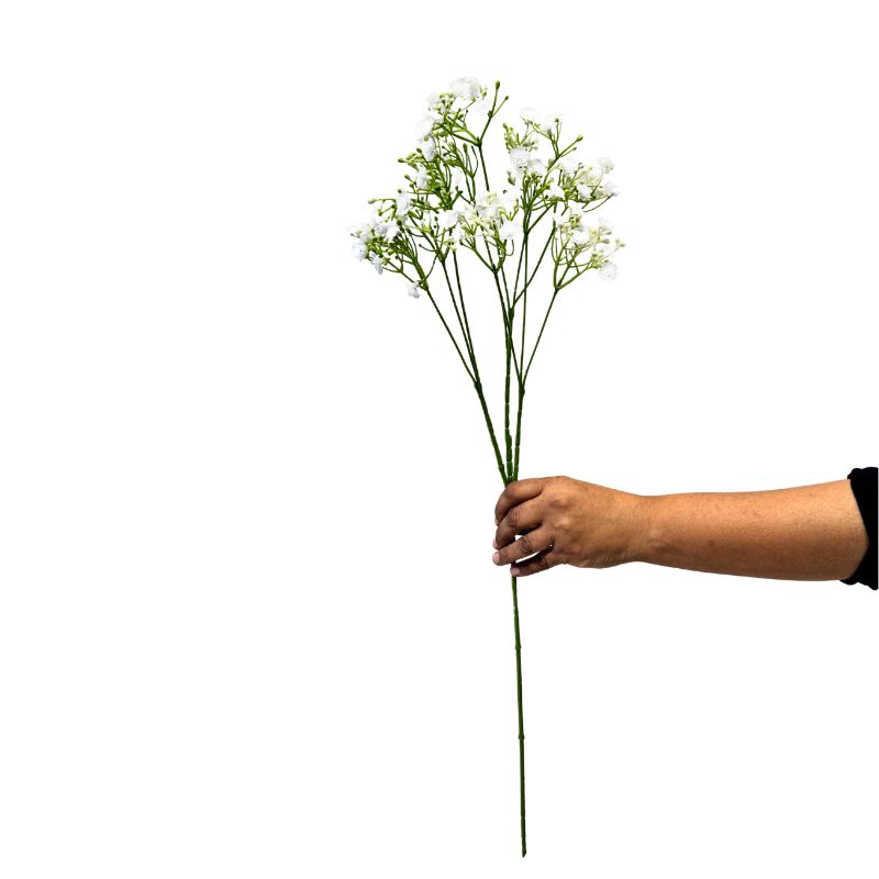 Hand holding a branch of small white flowers on a white background