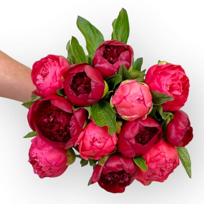Playful arrangement of early season peonies in bouquet, 12 stems of exquisite coral and deep red peonies - Flower Guy