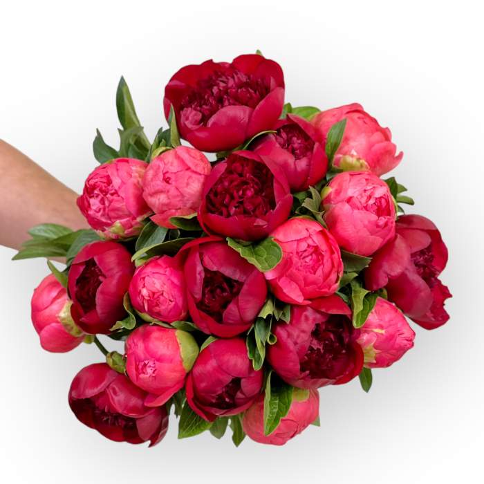 Close-up of vibrant peony blooms in Flower Guy bouquet, 18 stems - Fabulous Flowers