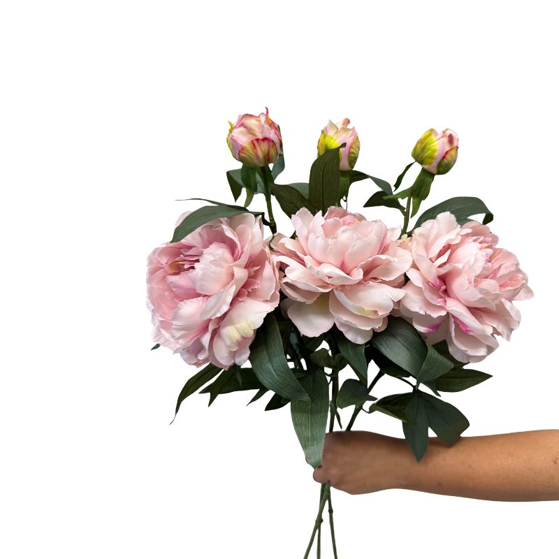 Bouquet of pink peonies held by a hand on a white background