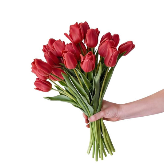 Bouquet of red tulips held by a hand on a white background