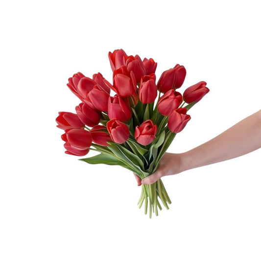 Bouquet of red tulips held by a hand on a white background