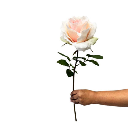 Hand holding a single rose against a white background