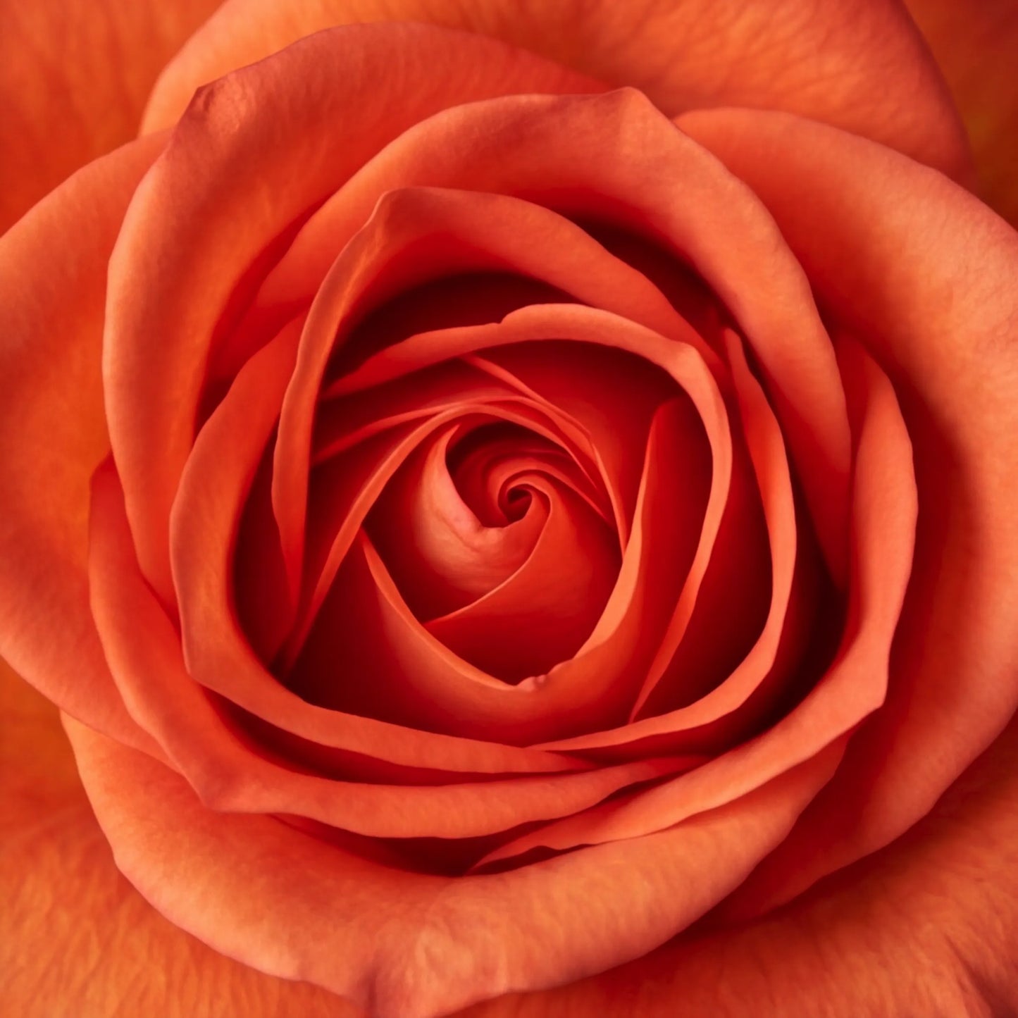 Macro shot of a vibrant orange rose bloom used as a Flower Guy cupcake topper, sourced fresh from the florist team each morning in Cape Town