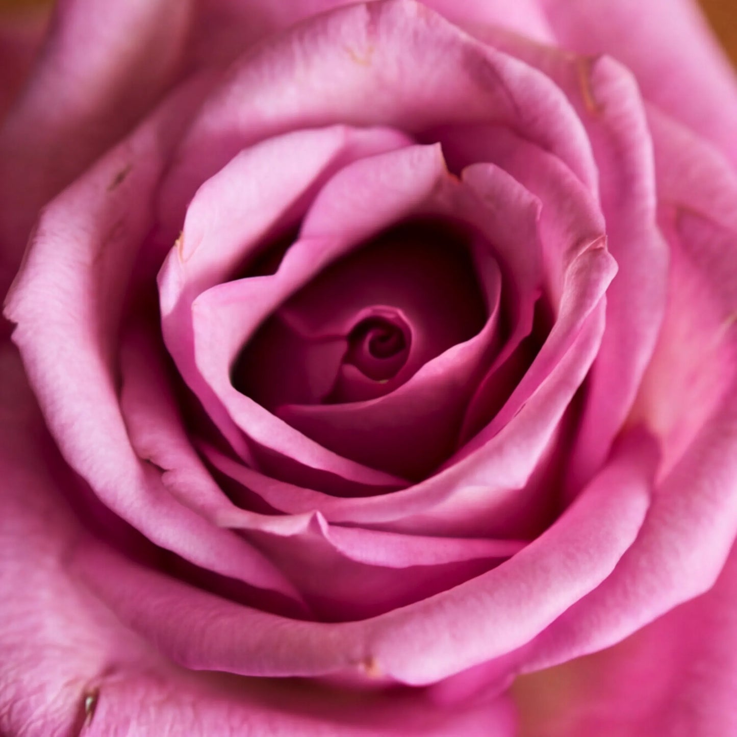Macro detail of the real pink rose decoration on the Single Vanilla Cupcake by Flower Guy