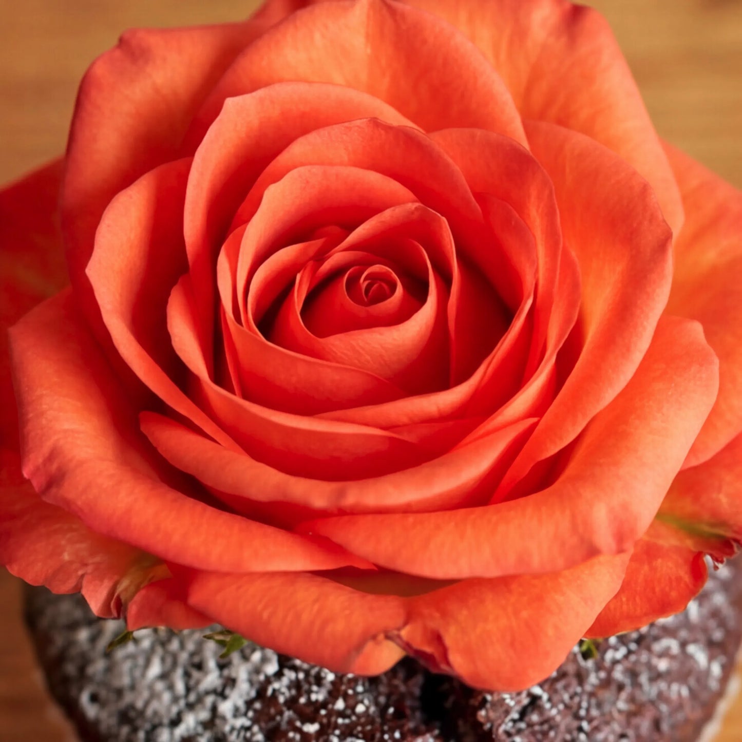 Macro shot of an open orange rose bloom resting on an icing-sugar-dusted chocolate cupcake from the Six Chocolate Cupcakes set, dark cocoa sponge underneath