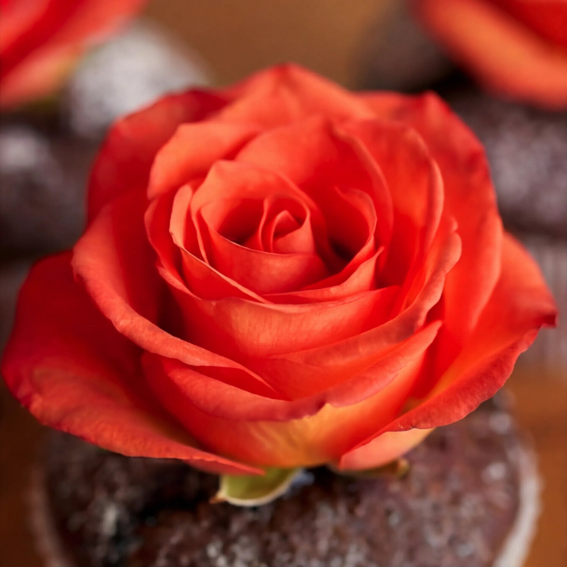 Close-up of a single rose-topped chocolate cupcake from the Twelve Chocolate Cupcakes set, vibrant orange petals layered above an icing-sugar-dusted chocolate dome
