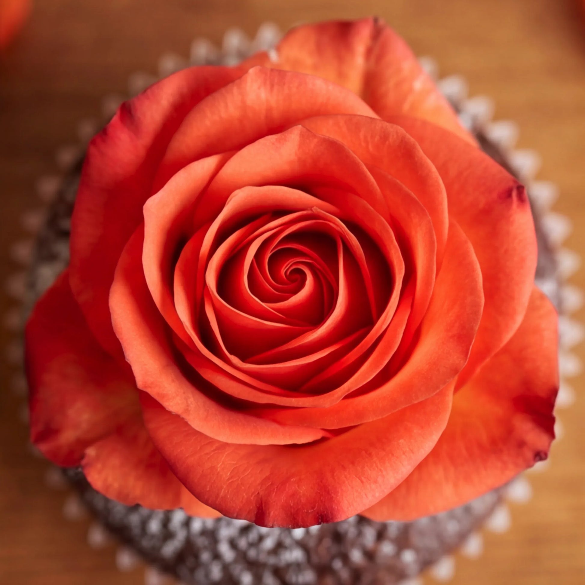 Overhead macro of a perfectly bloomed orange rose sitting on an icing-sugar-dusted chocolate cupcake, hand-finished by the Flower Guy Cape Town bakery