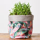 Flamingo Crassula, Plant gift ideas Easy-to-care-for plants Exotic plants - Flower Guy