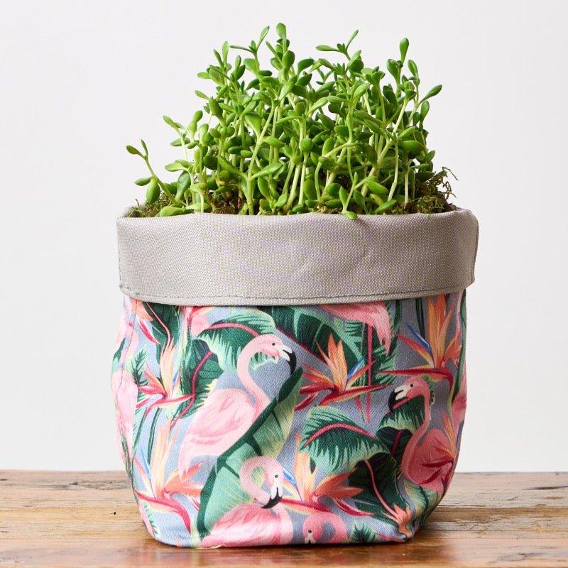 Flamingo Crassula, Plant gift ideas Easy-to-care-for plants Exotic plants - Flower Guy